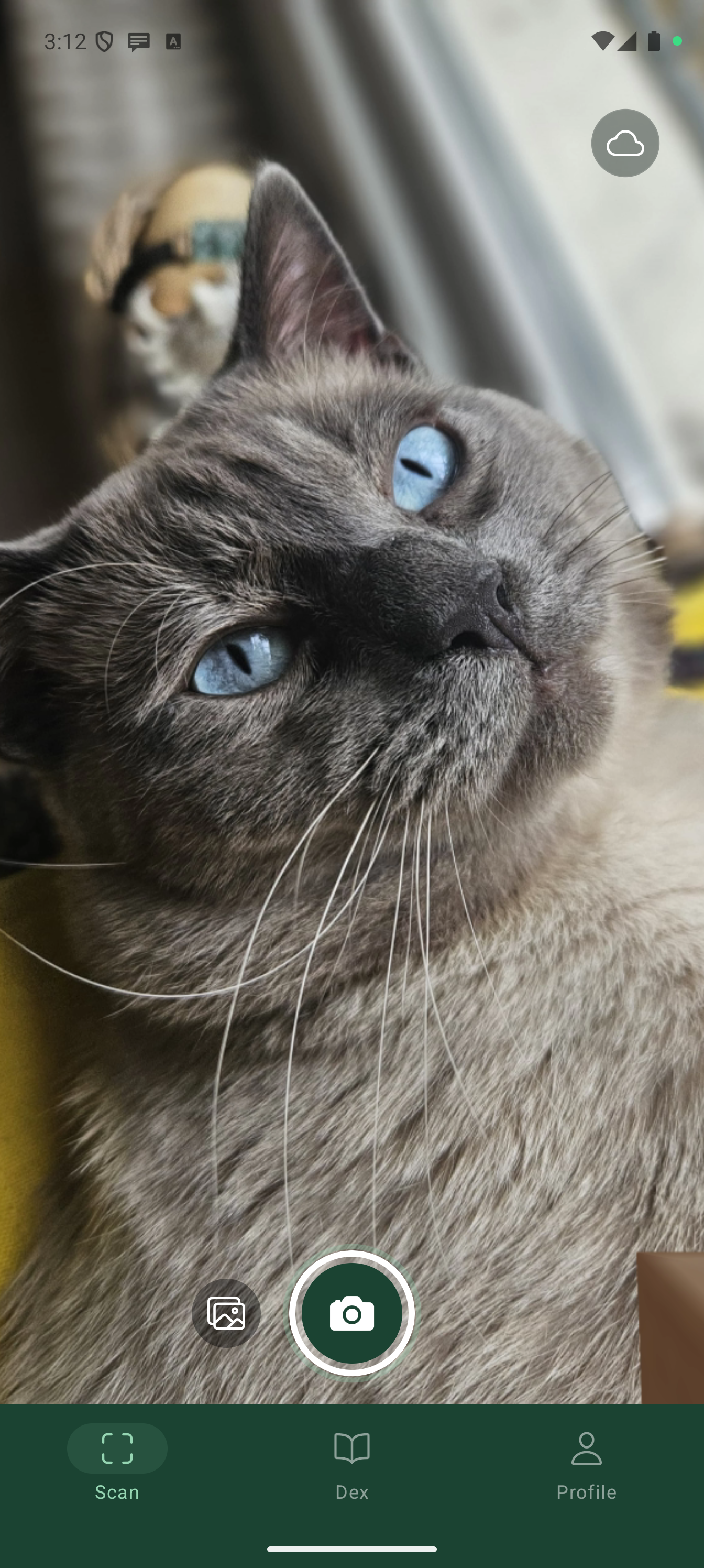 Main camera / scanning screen