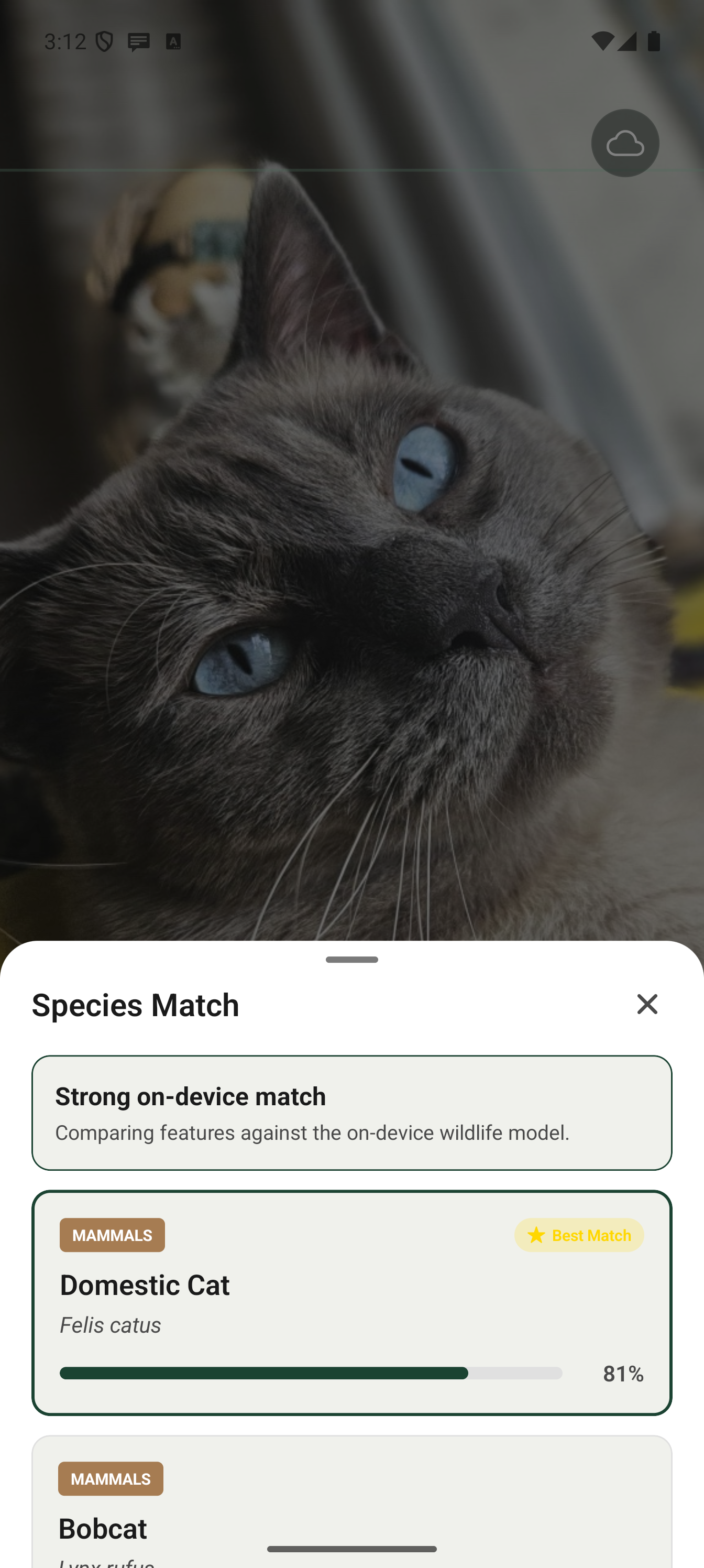 Camera AI analysis state
